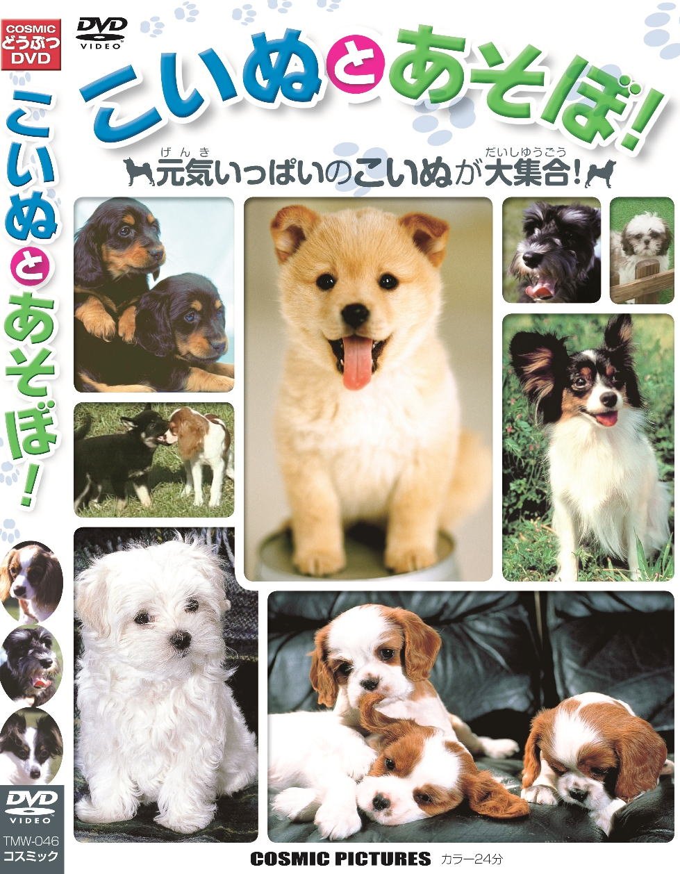 『行楽うー特価』　Kaori 『子犬たち』 シーズー【青森県・男の子・2025年6月17日・ゴールド&ホワイト