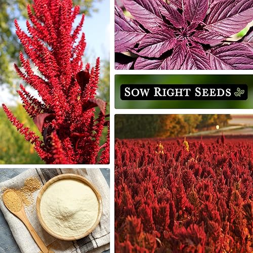 Miniatura 4 de Sow Right Seeds - Semillas de amaranto rojo granate para plantar - Paquete de reliquia sin OMG con instrucciones para plantar y cultivar un huerto