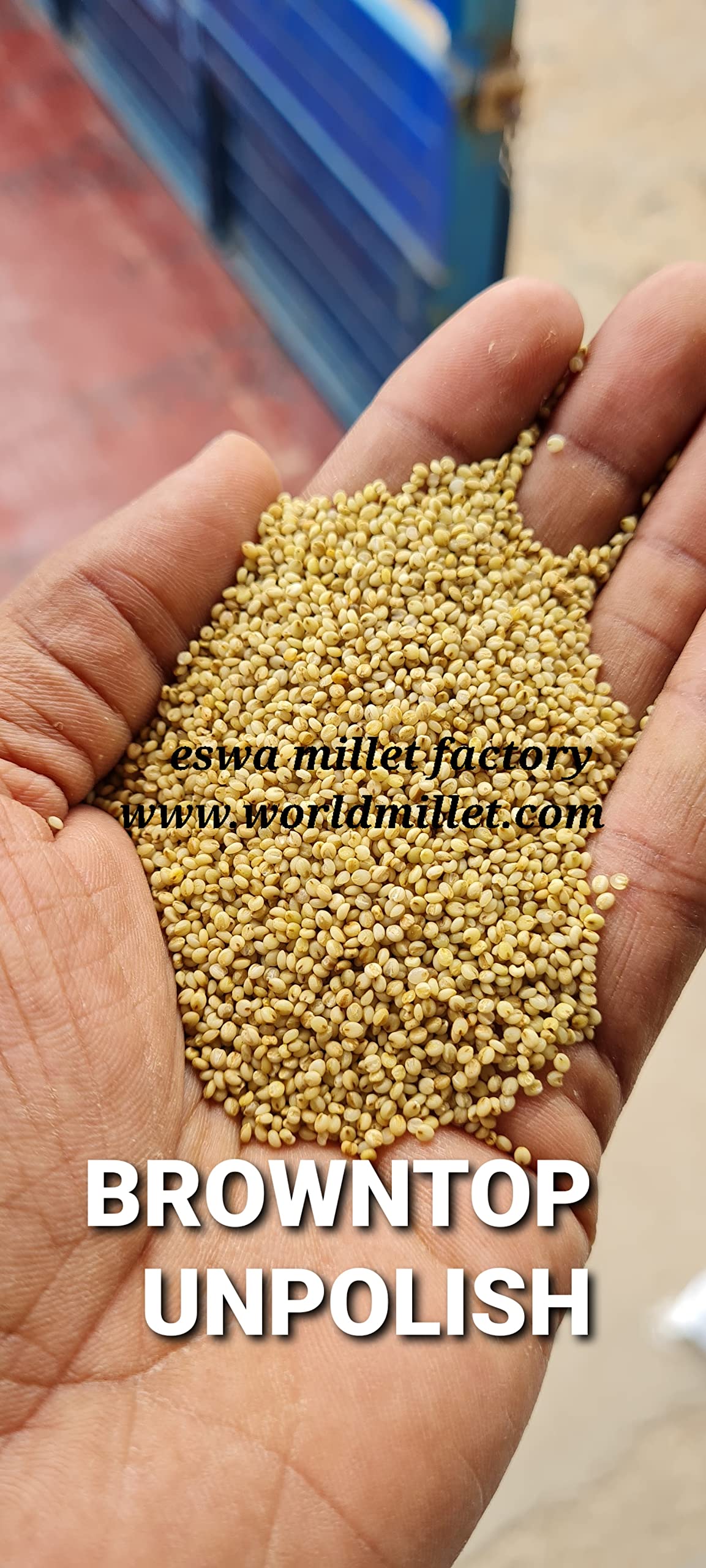 1000 Tonnes- 30 KG browntop millet unpolished 30kg jute bag (BULK 