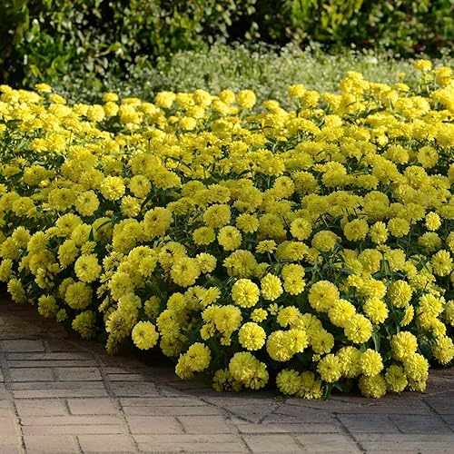 Miniatura 4 de Outsidepride - Zinnia Elegans, 1000 semillas anuales, Lilliput Yellow, flores para plantar, color amarillo