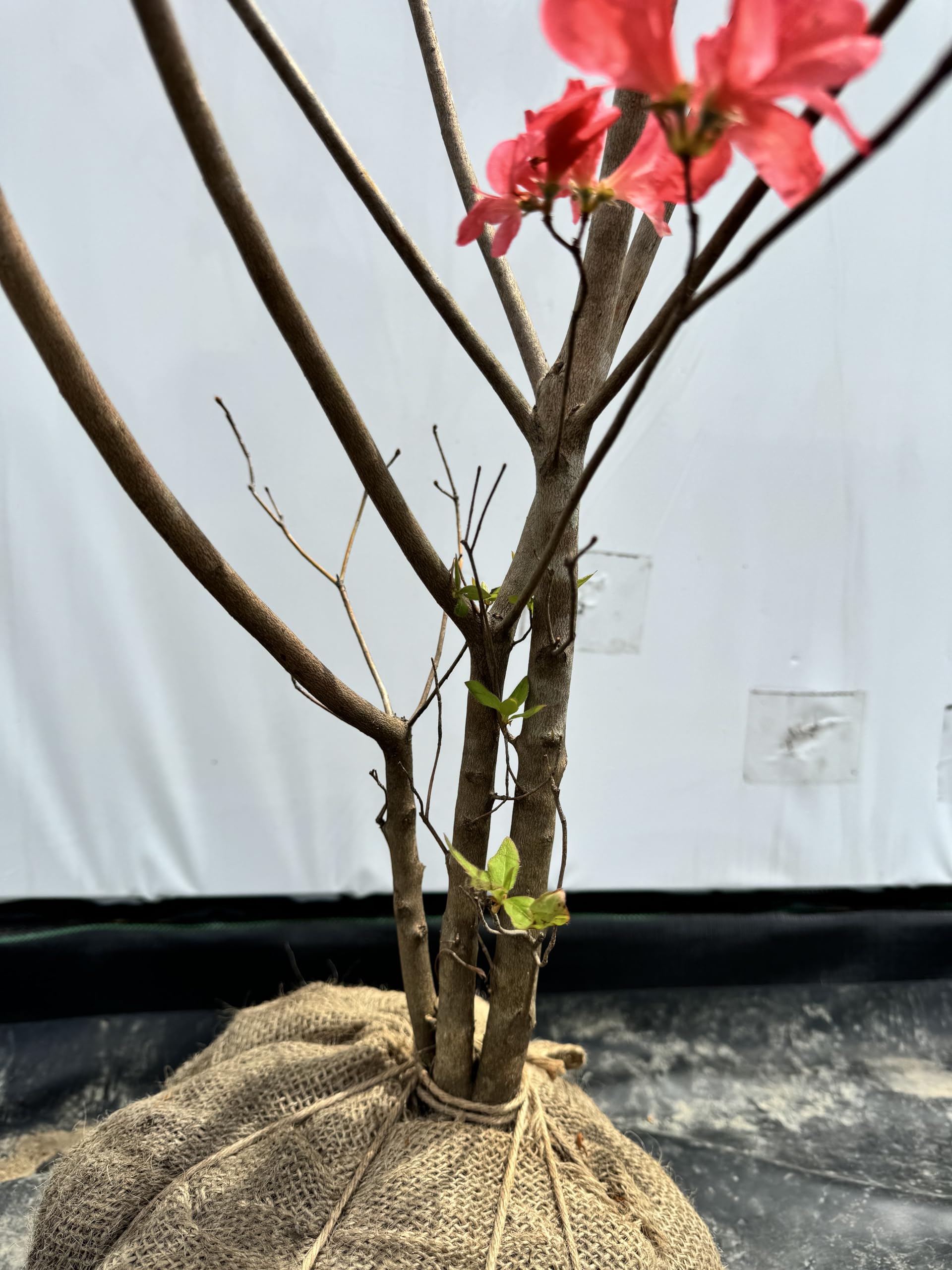 アカヤシオツツジ・大株【現品】管理22606【植木・苗木・庭木】