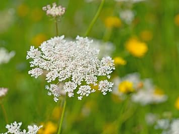 Wild Carrot Wildflower Seed - Daucus carota, 3 Grams - 3000 Seeds