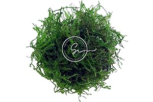 Live Java Moss: The Lush Aquarium Plant