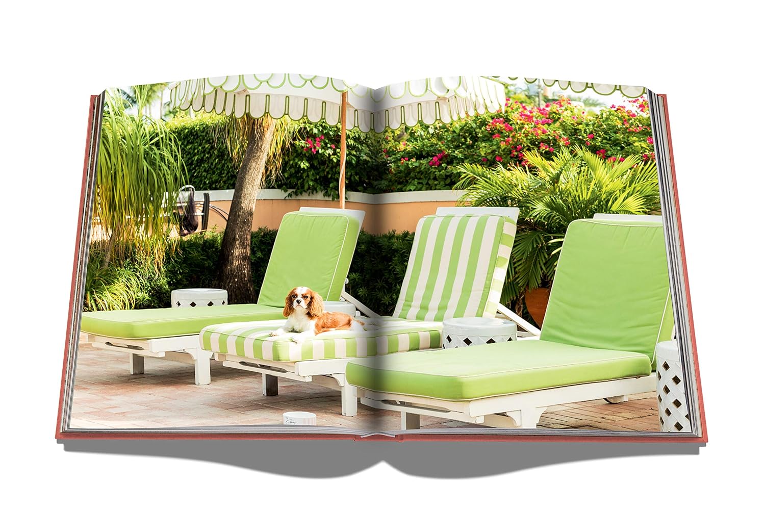 Palm Beach - Image 6