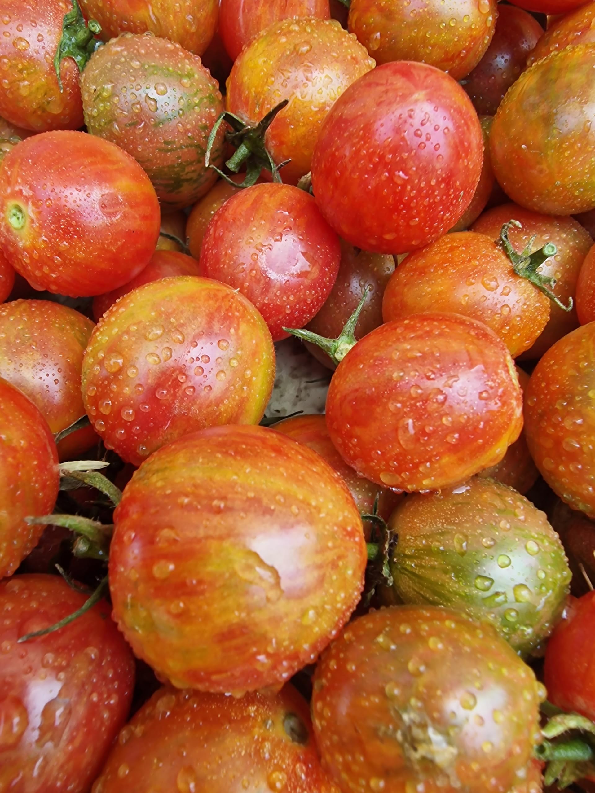 Artisan Pink Bumblebee Tomato Seeds - 15 Fresh Artisan Pink Bumblebee Tomato Seeds