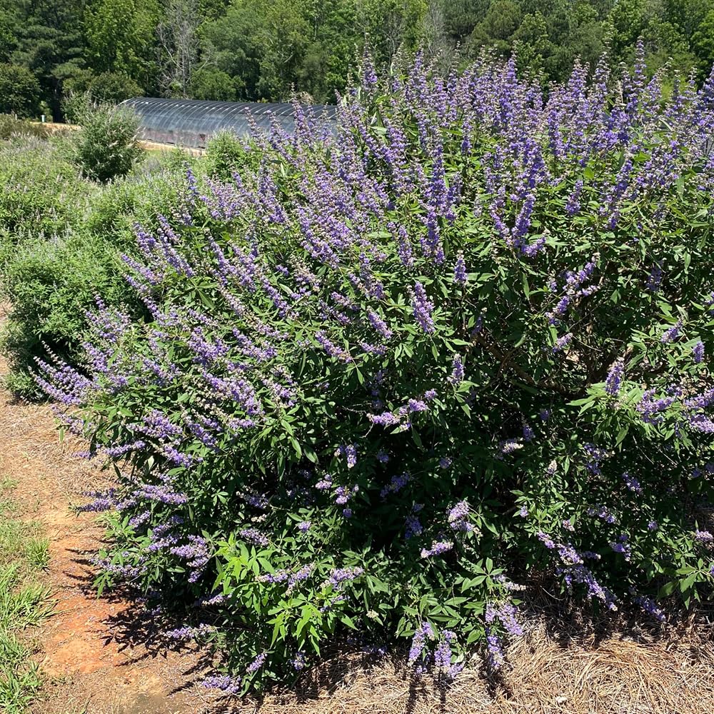 YouGarden Vitex agnus castus 'Queen Bee', 1 x 2 Litre Pot, Purple Pollinator Shrub, Ready To Plant