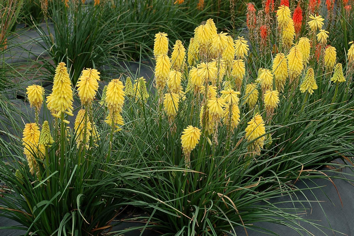 Stauden Gänge 5 x Kniphofia 'Lemon Popsicle' Fackellilie Gelb winterhart | Fackellilie – winterharte Staude & Dauerblüher für sonnige Beete, mehrjährig, bienenfreundlich, 1 L Topf (11x11 cm)