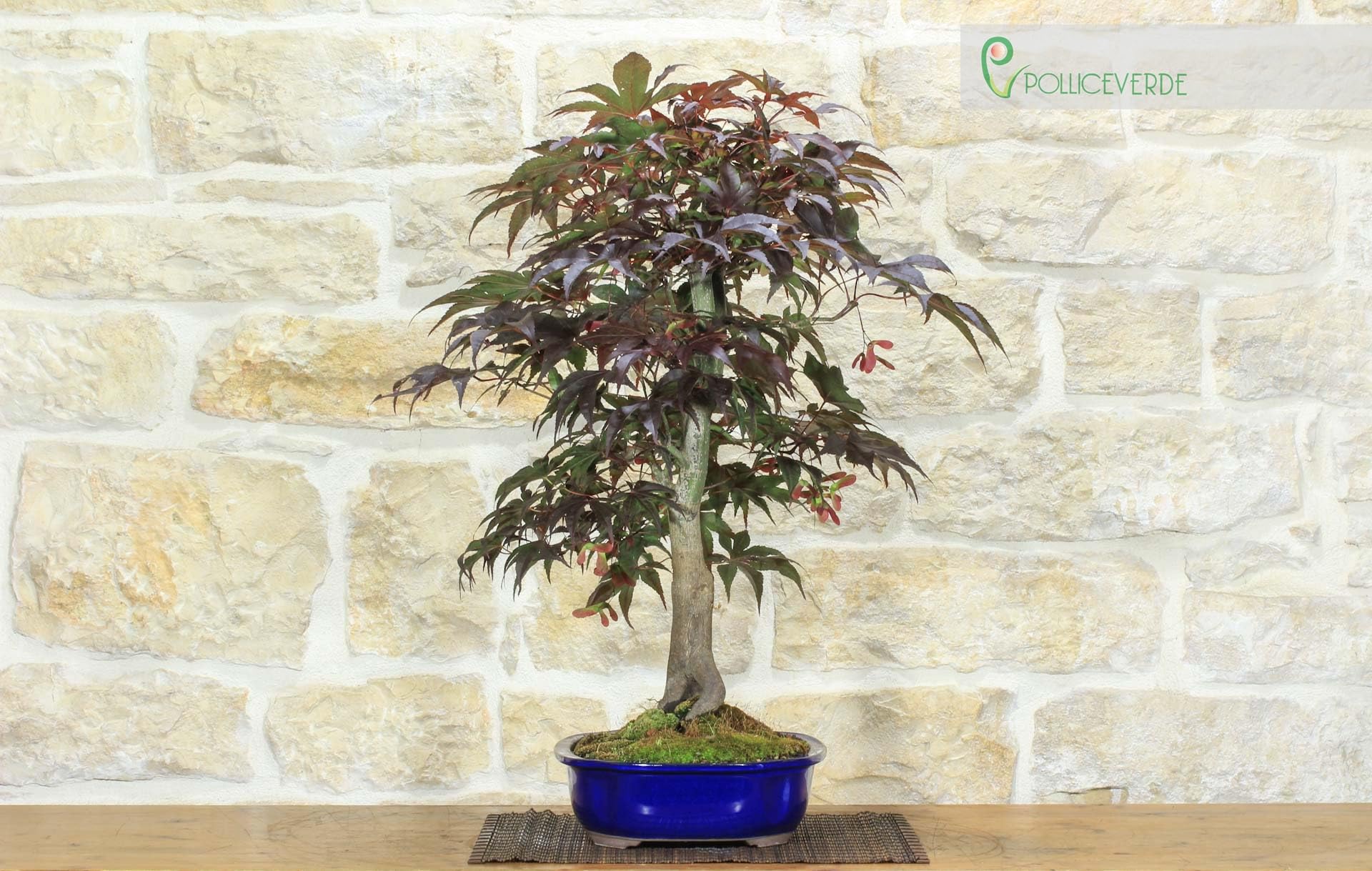 Bonsai di Acero Palmato Atropurpureum (7)