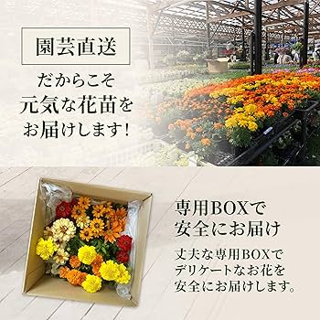 Amazon.co.jp: 秋のおすすめセット花苗 秋の花 ガーデニング お花 寄せ