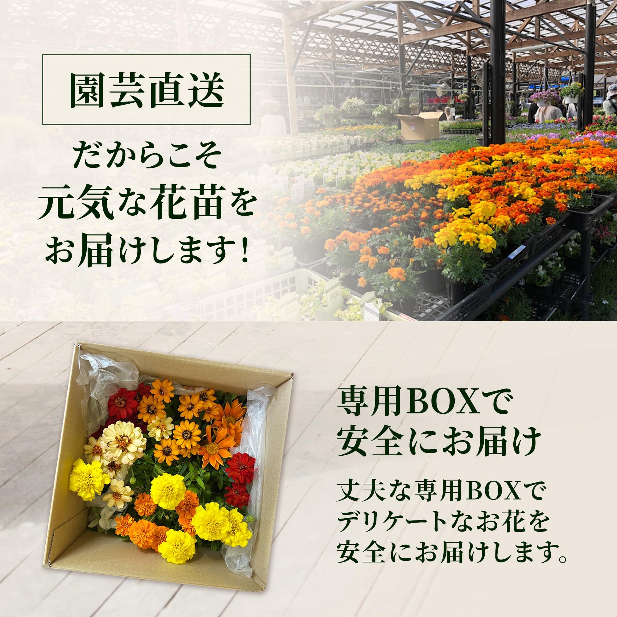 Amazon.co.jp: 秋のおすすめセット花苗 秋の花 ガーデニング お花 寄せ