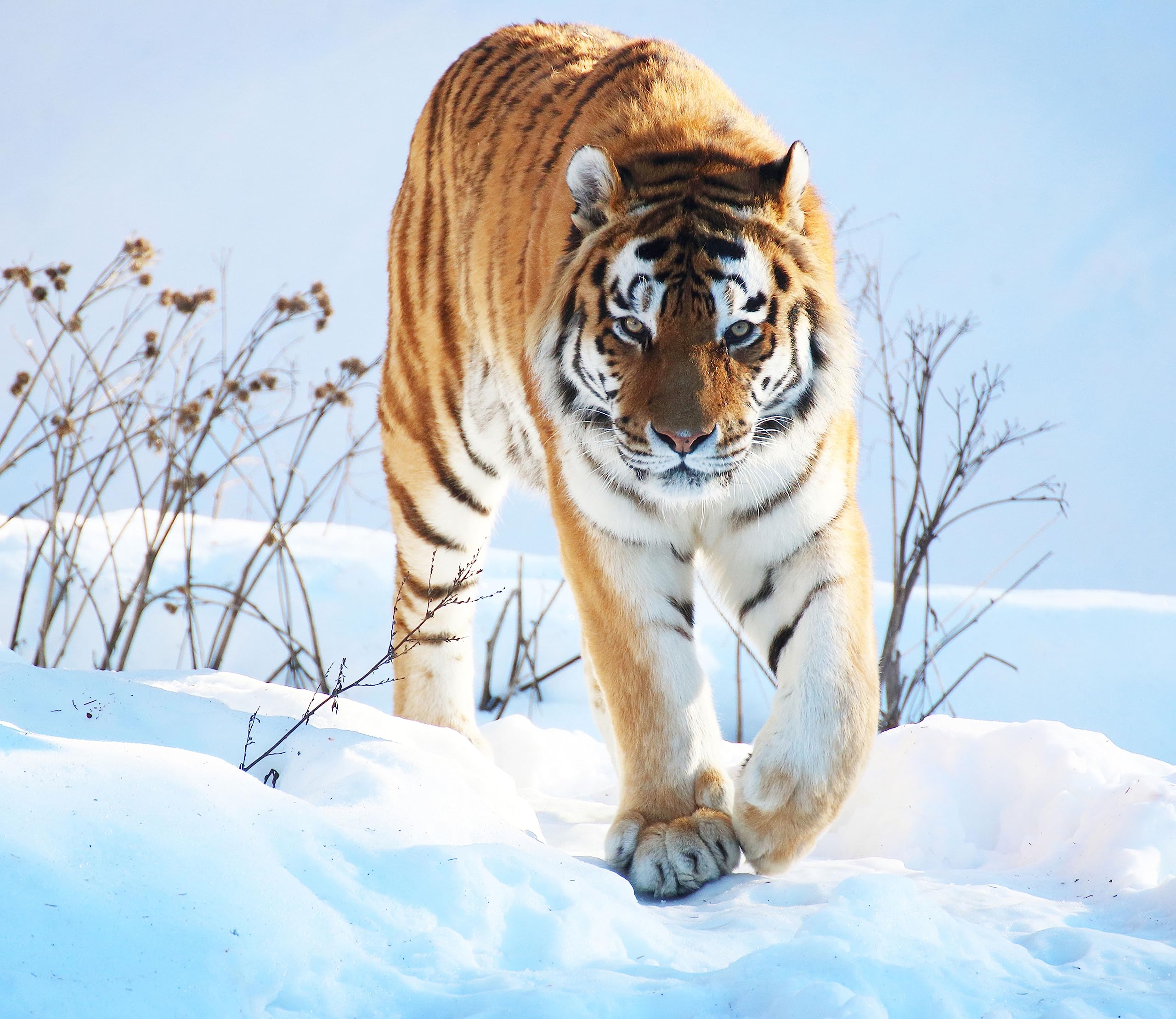 Stolzer Tiger im Snow Plaque de protection pour cuisinière et protection anti-éclaboussures en verre véritable 60 x 52 cm