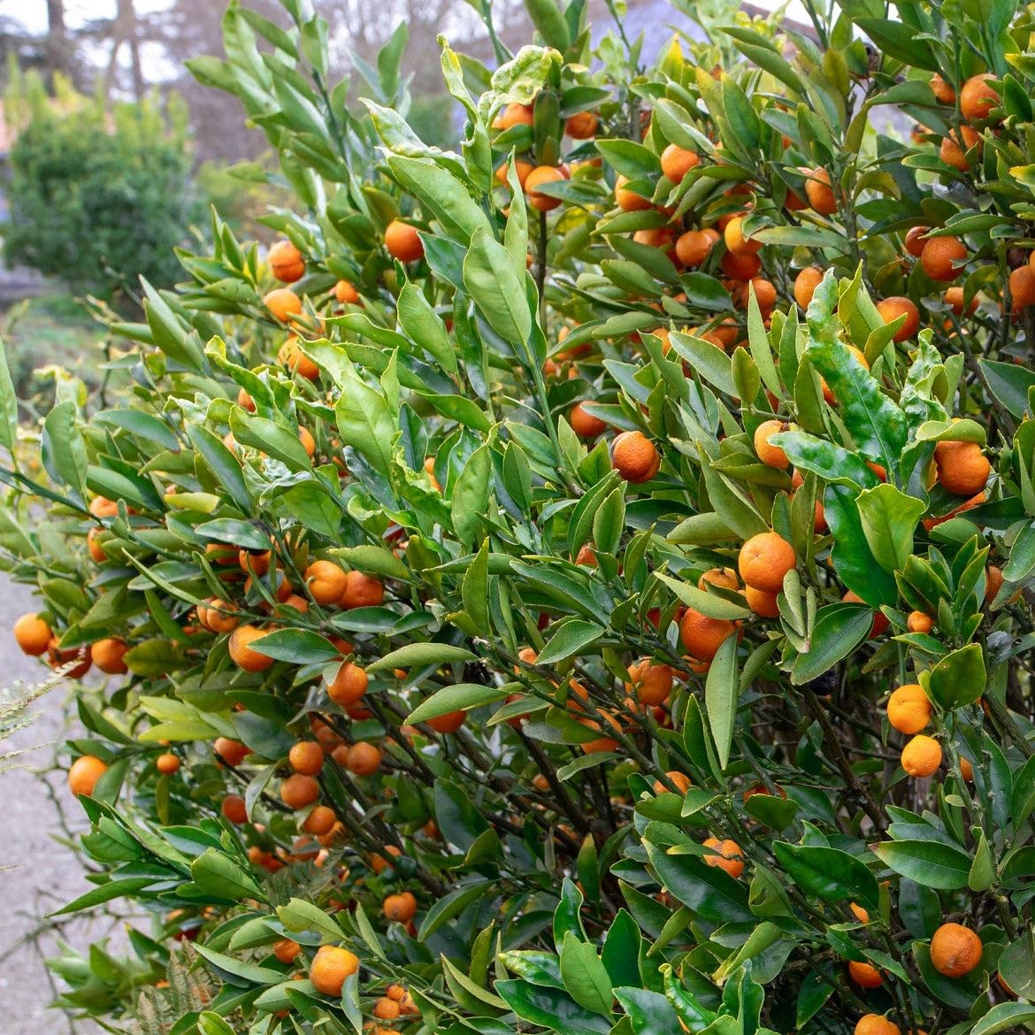 Kucle Citrus japonica × Fortunella, Pianta di Agrume da Frutto in Vaso, Alberello 70/80 cm, Vaso 22, Verde