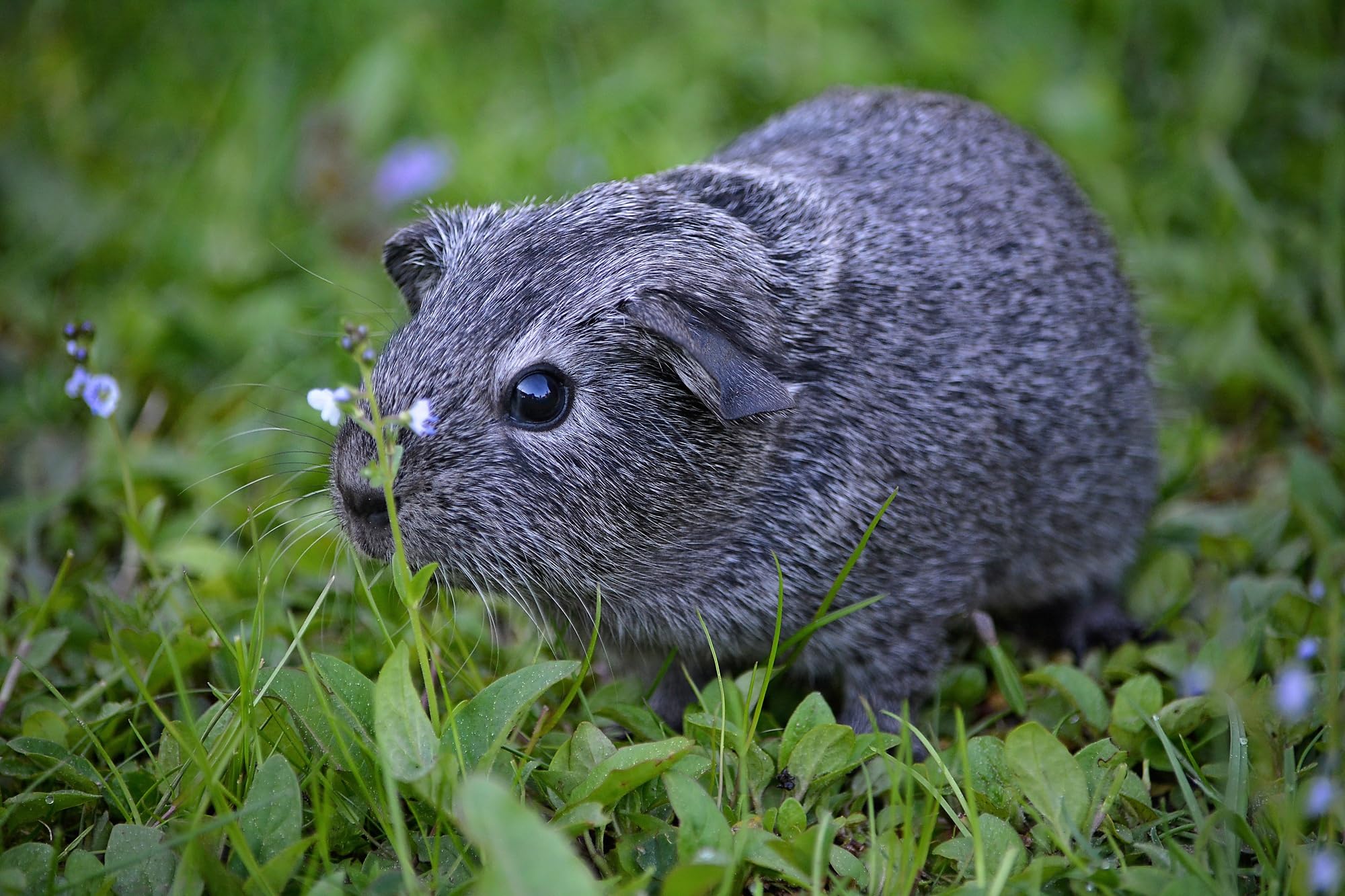 Schaf & Kleintierweide Samen. Frischfutter für Schafe, Hasen, Meerschweinchen usw. (100m² = 200,0g)