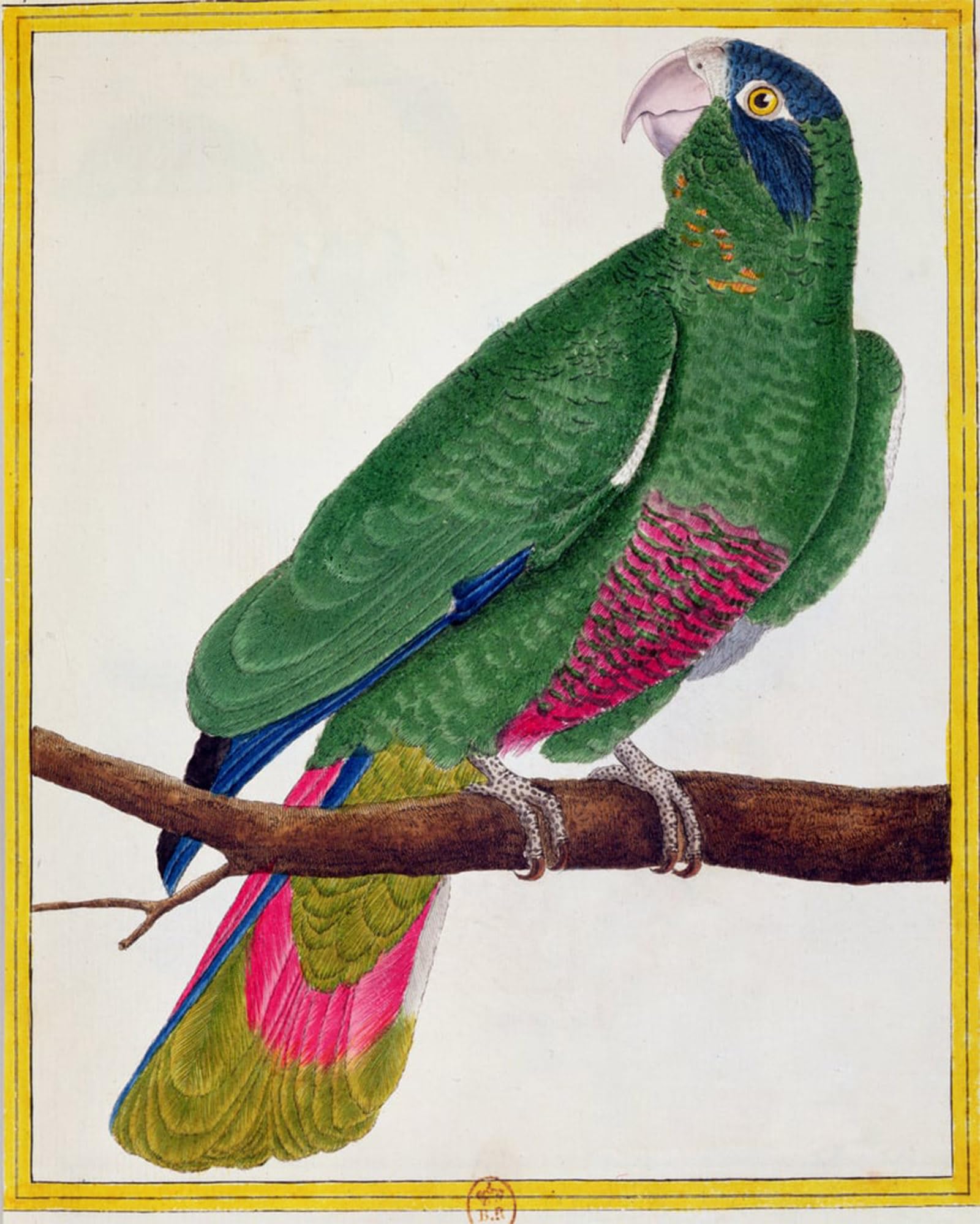 Cuadro en lienzo de pappagallo con impresion fina de la Storia naturale degli uccelli 60x90 5