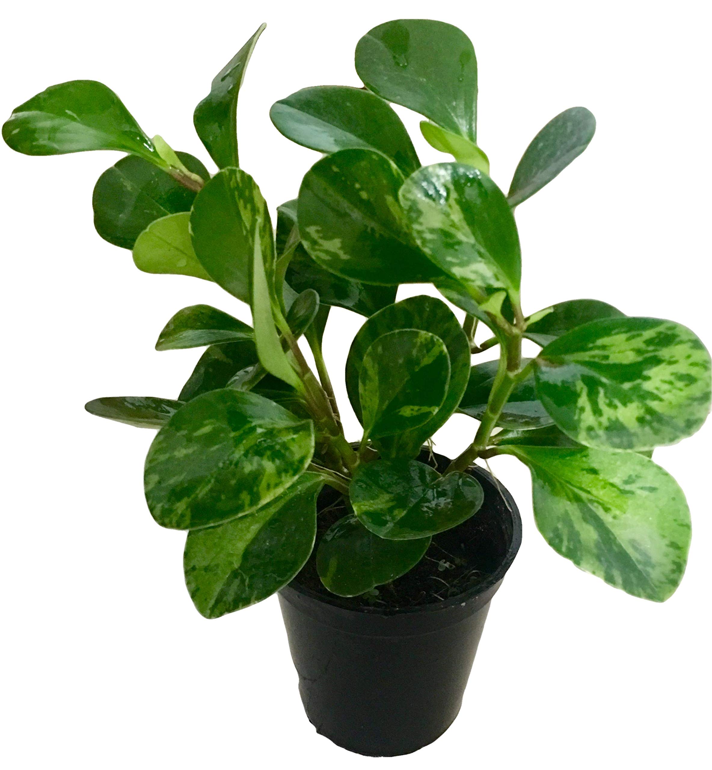 The Four Seasons Peperomia Obtusifolia (Variegated) Natural Live Plant in Pot (B07DJWDTCF) Amazon Price History, Amazon Price Tracker