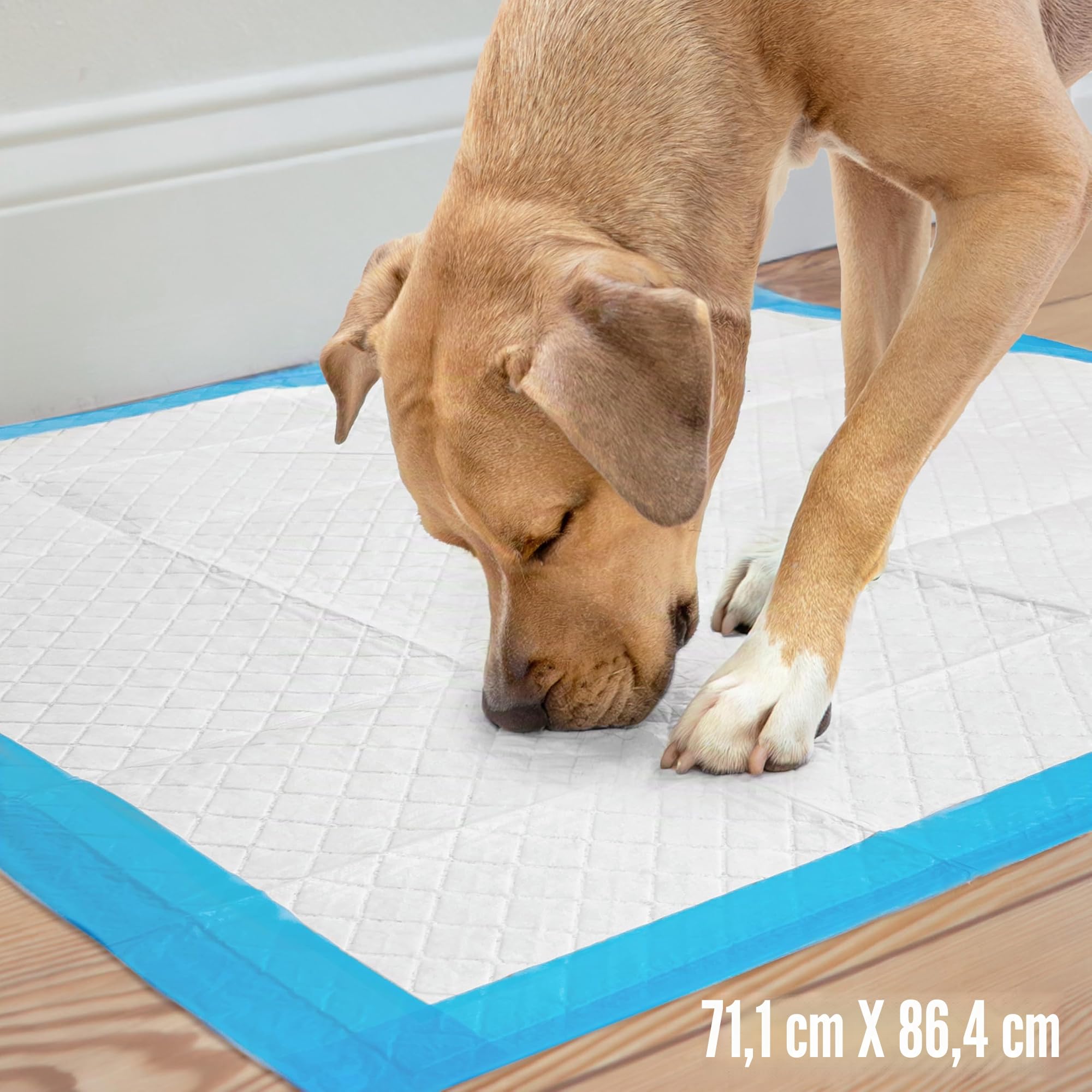 Four Paws Quatre Pattes Wee-Wee Extra Large Chien Housebreaking Coussinets