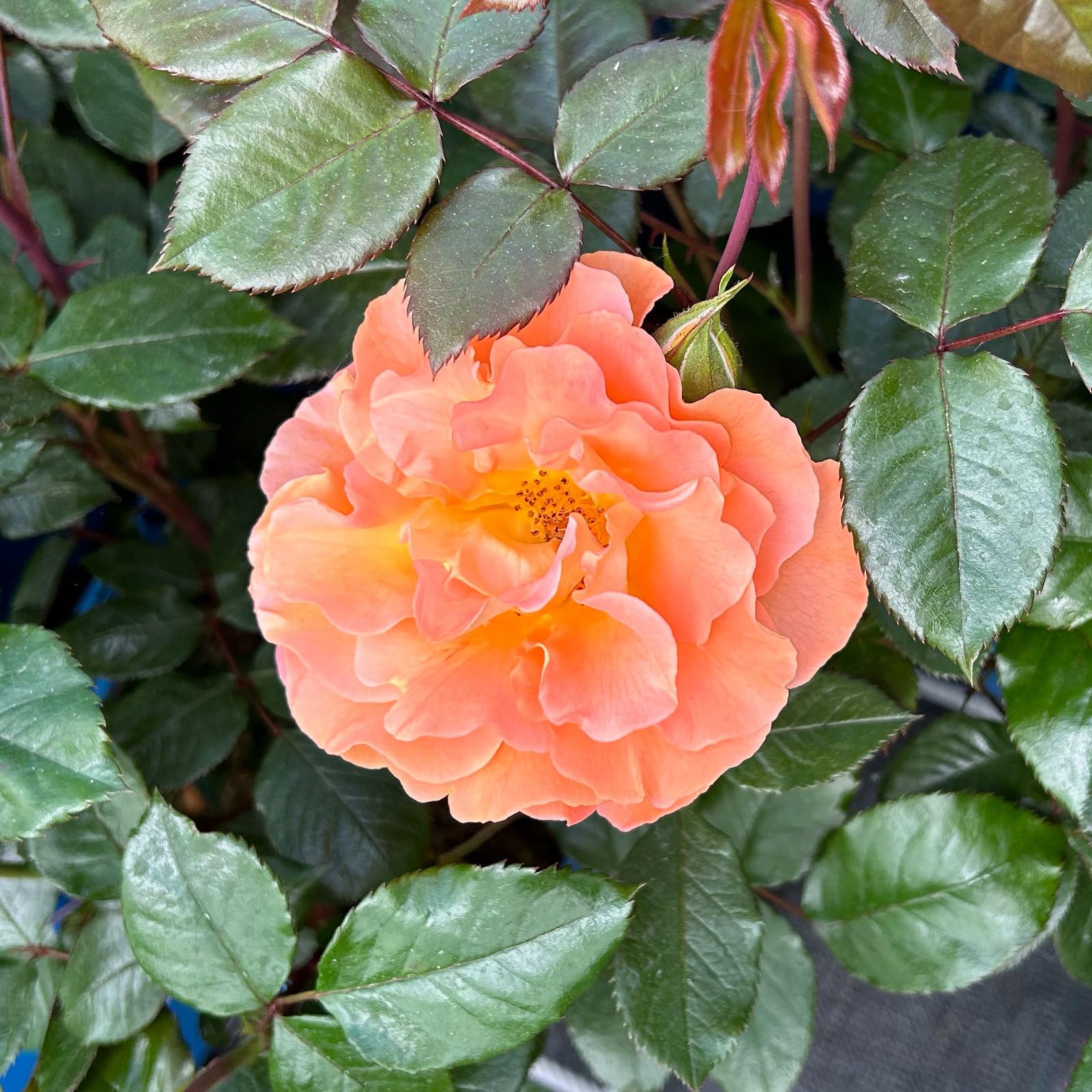 Beetrose „Westzeit®“ - apricotfarben blühende ADR-Topfrose im 5 L Topf - frisch aus der Gärtnerei - Pflanzen-Kölle Gartenrose