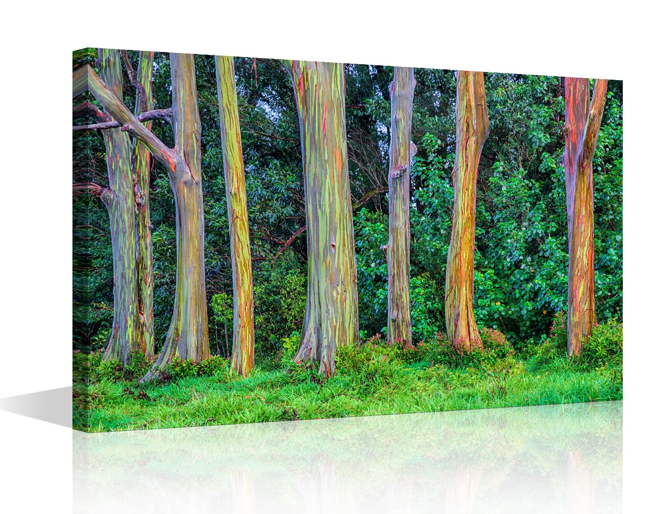 TISHIRON Wall Art for Living Room Rainbow Eucalyptus Trees Bedroom Wall Decor USA Hawaii Wall Paintings for Office Natural Landscape Print On Canvas Modern Artwork Framed Ready to Hang, 24x16in โ image 1