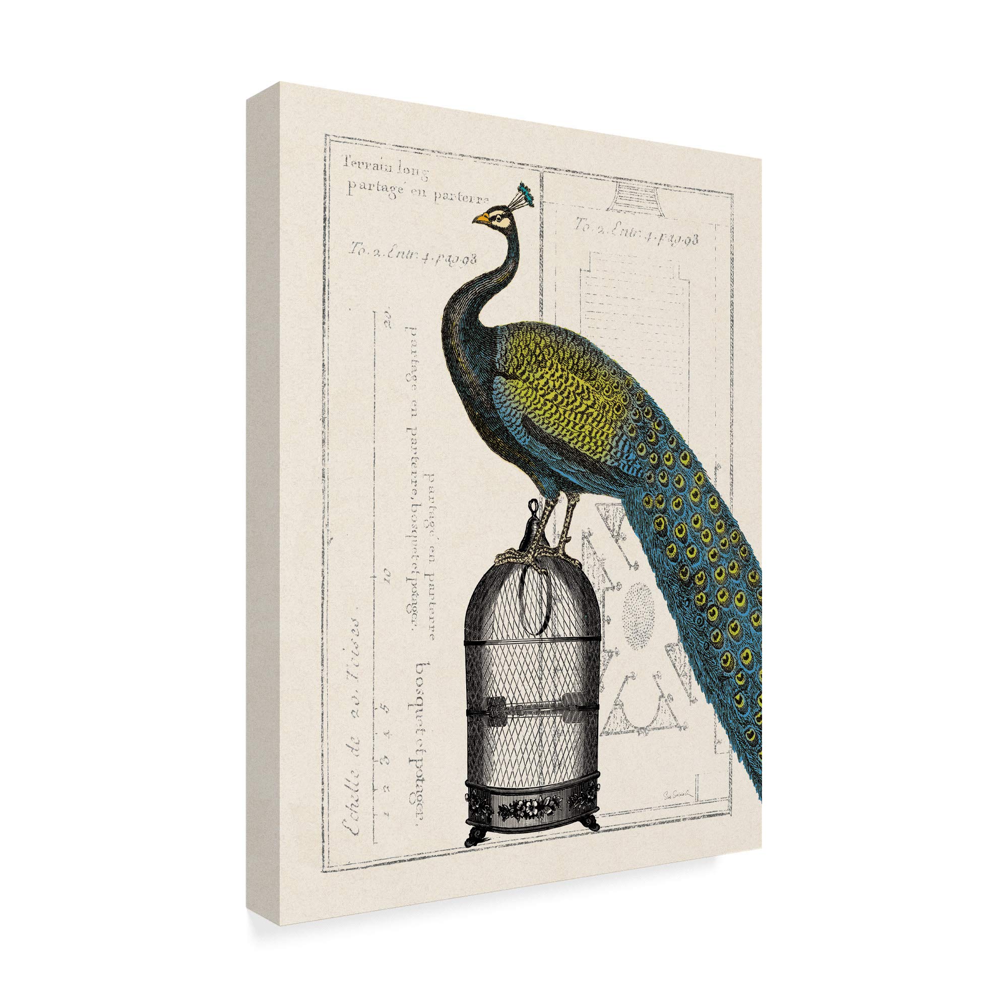 Amazon.com: Trademark Fine Art, 24x32-Inch Peacock Birdcage II by