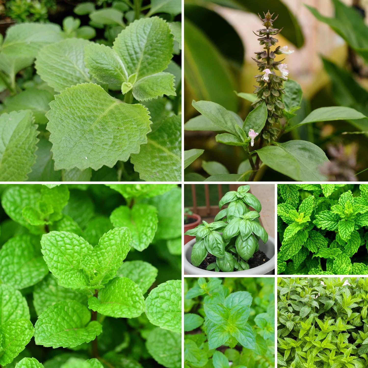 5 Assorted Herb Live Plants, Combo Herb Starter Plants, 4-8" Tall Mix Rosemary, Lemon Balm, Basil, Oregano and More Fragrant Herbs Varieties for Garden, Patio and Kitchen Growing, No Pot