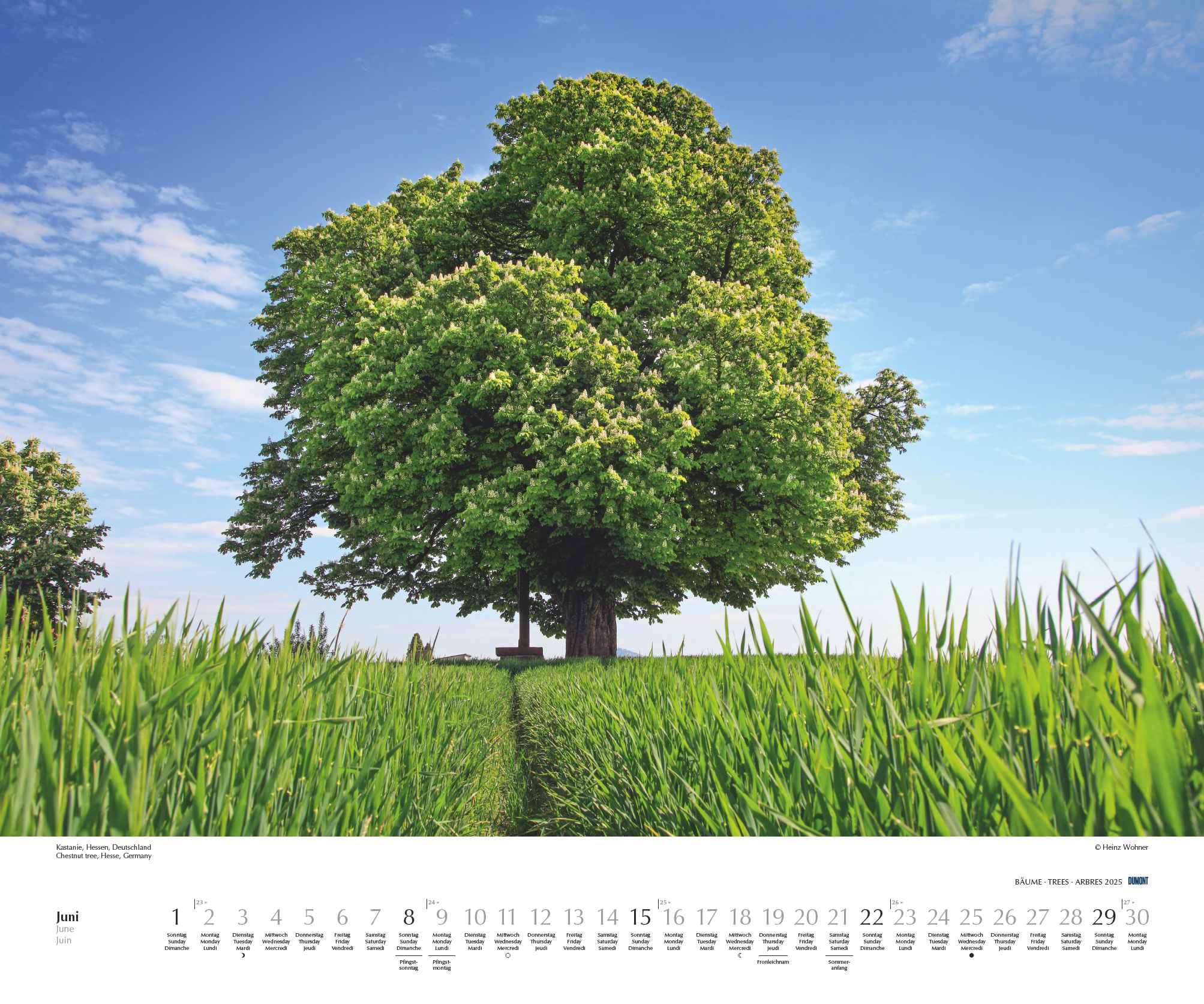 DUMONT - Bäume 2025 Wandkalender, 60x50cm, Fotokunst-Kalender mit Aufnahmen prächtiger Bäume, Abbildungen von Naturschönheiten aus aller Welt, mit Spiralbindung