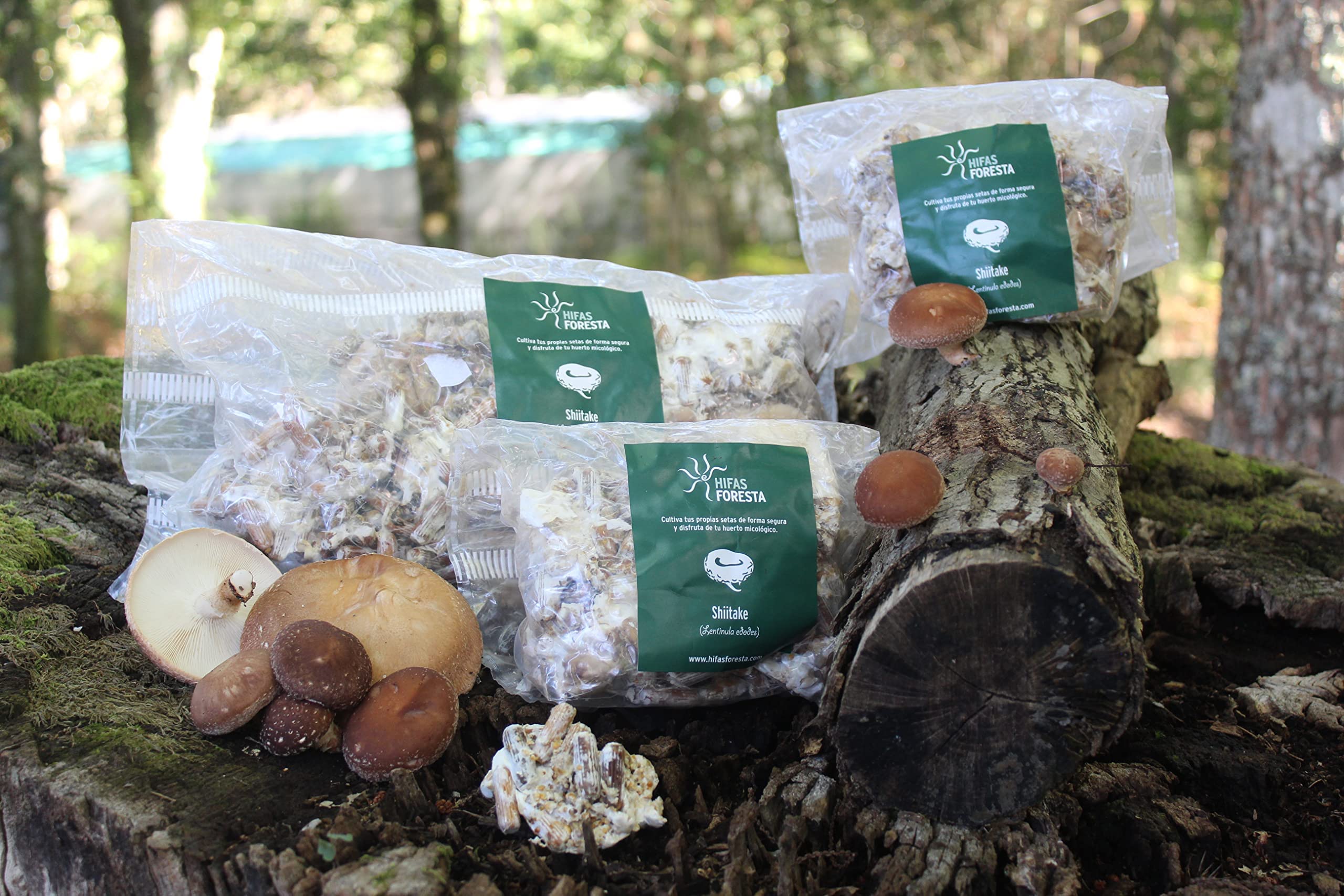 HIFAS - Setas Autocultivo - Autocultivo de Seta Shiitake sobre Troncos de Madera, Perfecto para el Cultivo de Setas en casa o para el Huerto, Mushroom Growing (1000 Uds)