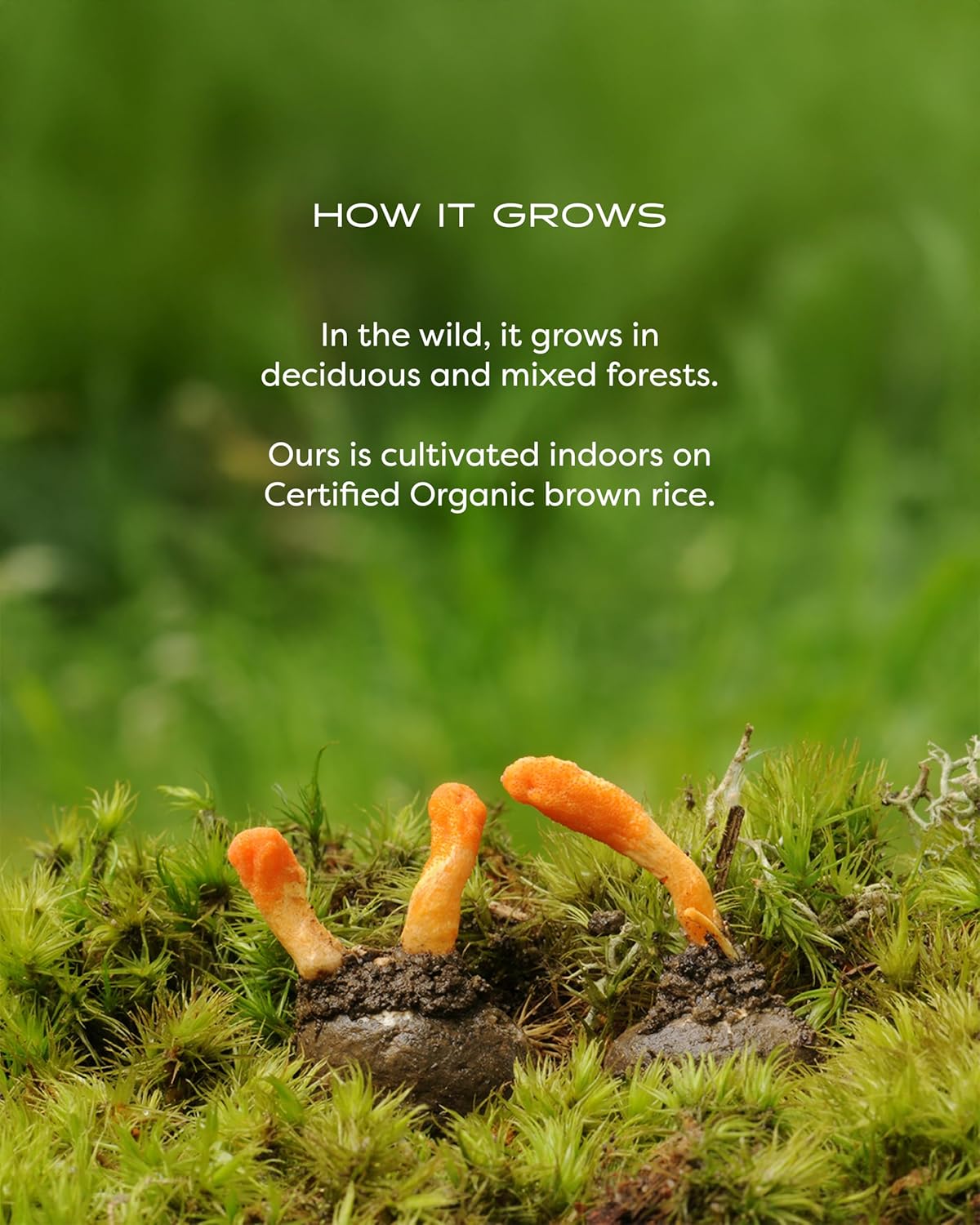 Mushroom Wellness Cordyceps Blend with Reishi: Organic Cordyceps & Reishi Mushroom Capsules, Mushroom Powder Supplement, Supports Immune System & Healthy Urinary Function, 90 Vegan Capsules - Image 9