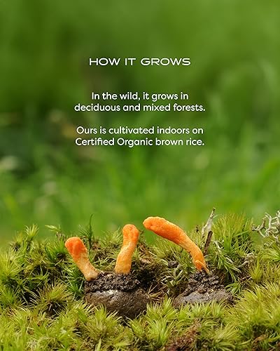 Miniatura 9 de Herb Pharm Mezcla CORDYCEPS de Champiñones Wellness con REISHI