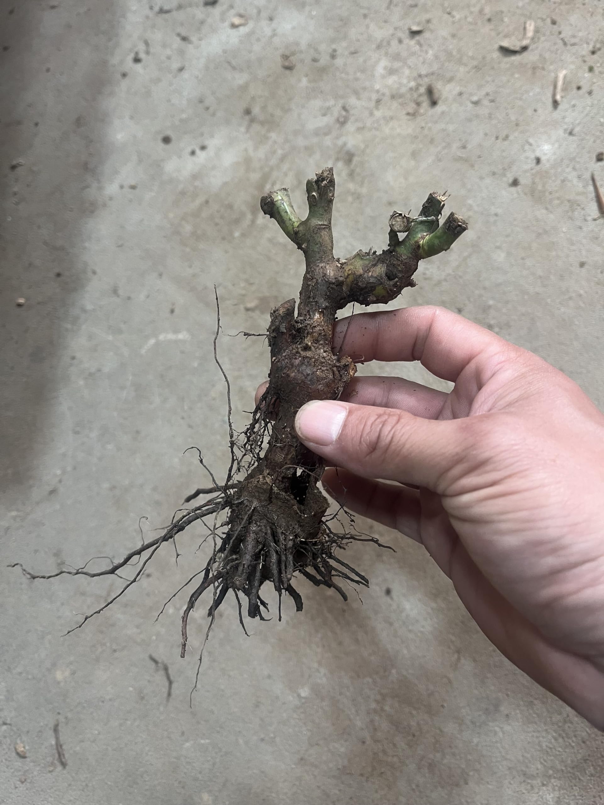 Riesenp Rosenpflanzen, Rosenrhizom In GroßPackungen, Rosa, Fachgerecht Gepflanzt, GartenverschöNerung-4 Rhizom-B