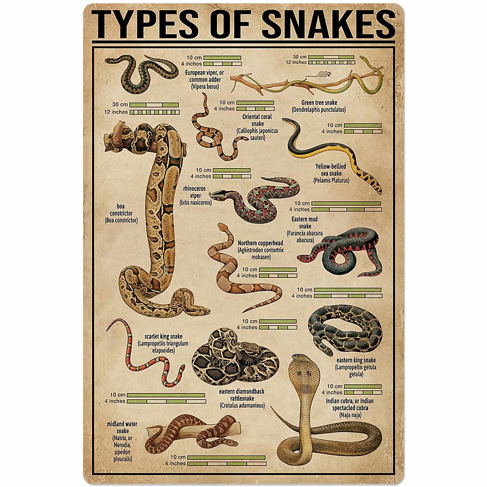 TFZQm Snakestypes Posters Wall Decor Metal Signs Animal Science Knowledge Home Decor Room Decor Retro Club Printing Plaque 8x12 Inches
