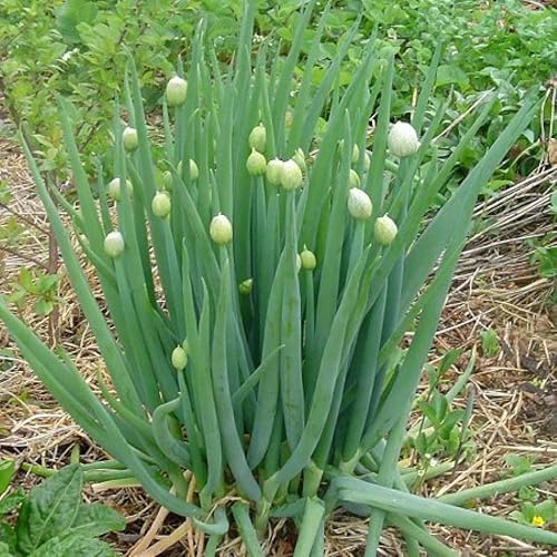 Miniatura 3 de Semillas de Cebolla Galesa Piero Green (Allium fistulosum) Vegetal para plantar Semillas Gigantes sin OMG 300 Semillas