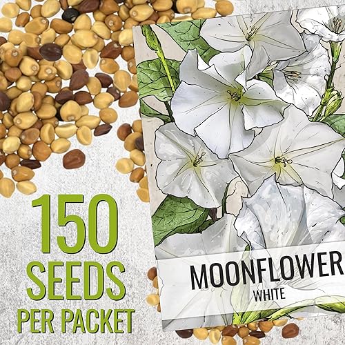 Miniatura 3 de Seed Needs Semillas de flor de luna para plantar flores blancas de verano prolíficas | 1 onza de semillas de vid Ipomoea Alba Las flores de luna