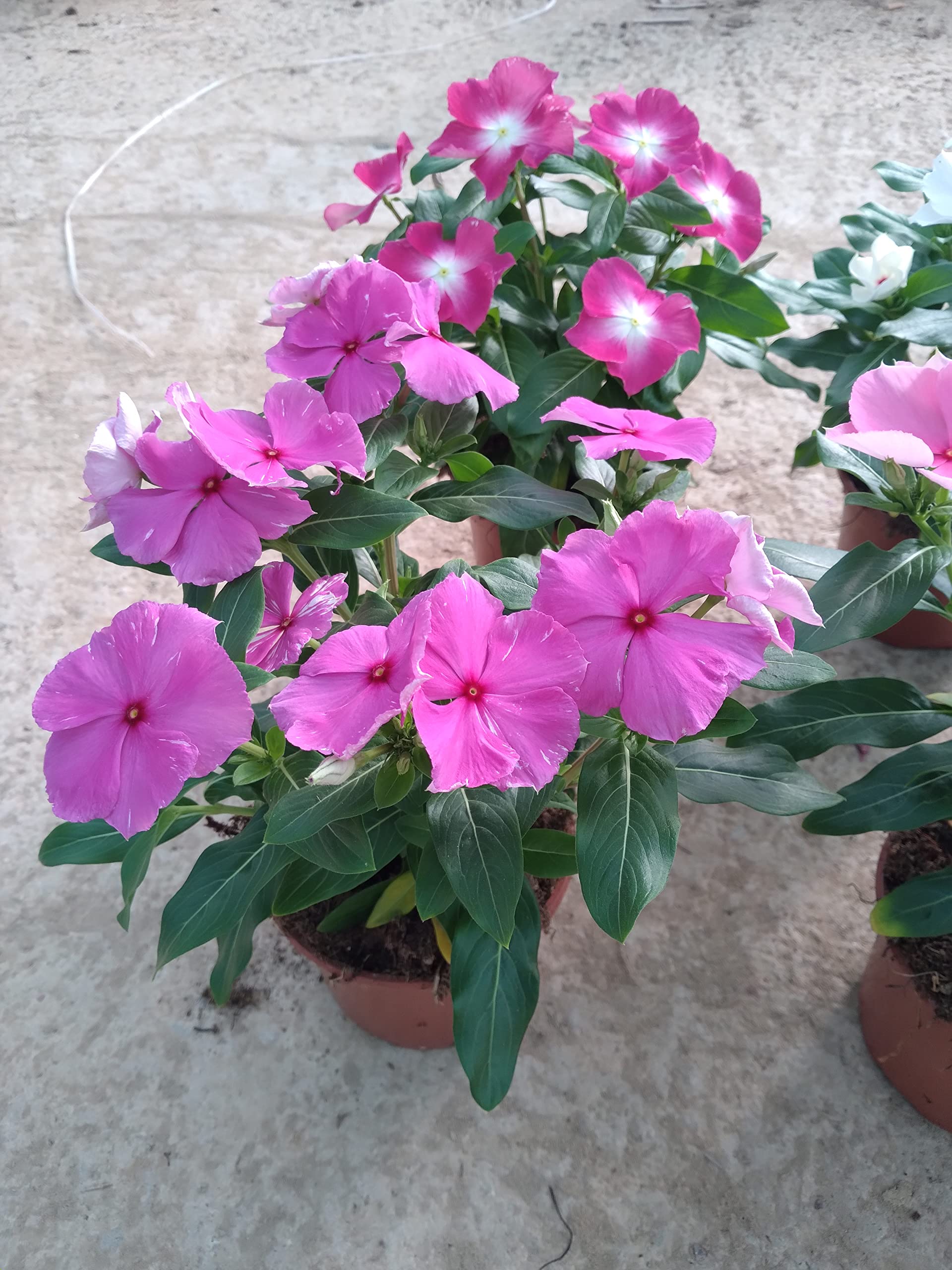 Planta natural Vinca, Laurel de flor pack 6 plantas