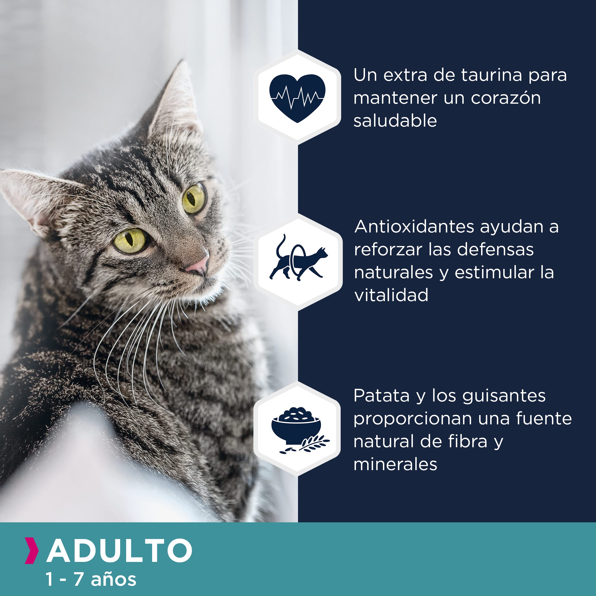 EUKANUBA Grain Free Alimento Seco para Gatos Adultos, Alimento Seco Premium Rico en Salmón para Gatos, 10 kg