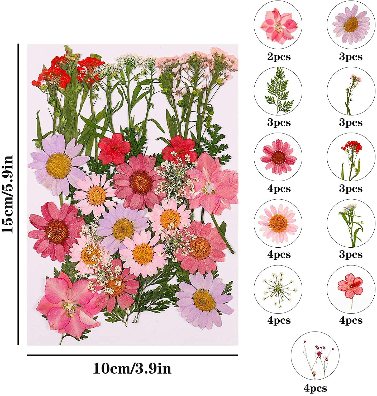 105 Stück Natürliche Getrocknete Blumen, DIY Gepresste Blumen Gemischte Getrocknete Blätter Getrocknet Gänseblümchen Gemischt für Kunst Basteln DIY Harz Scrapbooking Handwerk Karten Machen