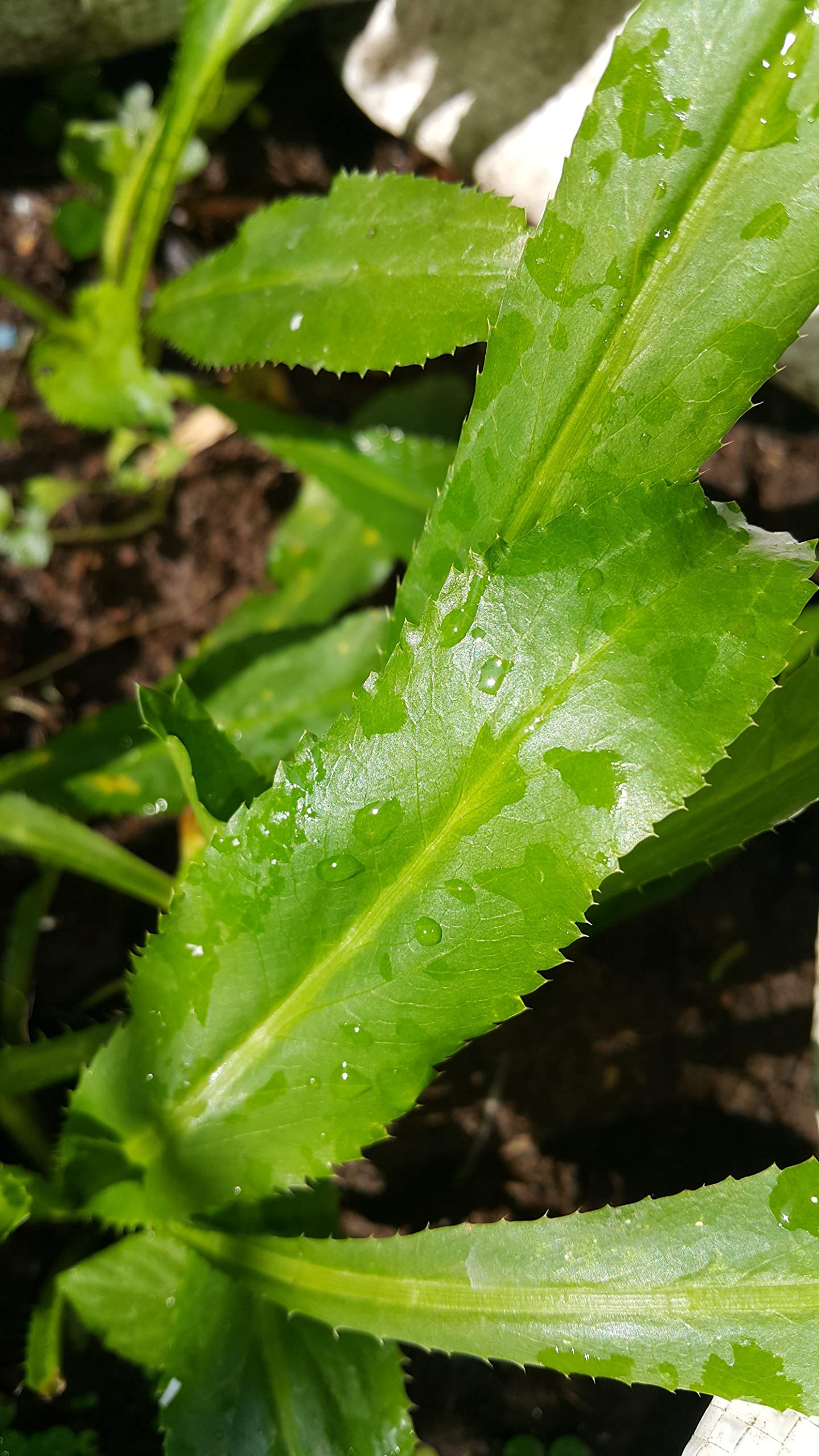 Buy NonGMO Organic Vietnamese Culantro 100 Seeds Also Known As Recao