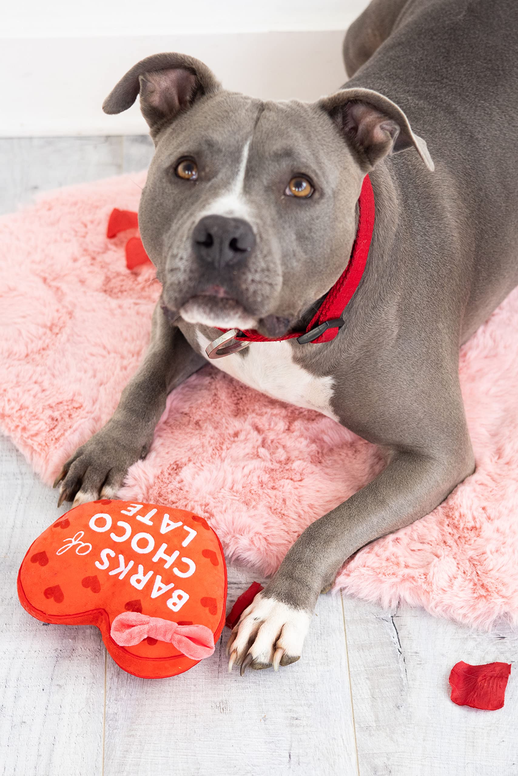 Pearhead Valentinstag Plüsch Hundespielzeug, Box mit Schokolade gefülltes Haustierspielzeug, Knister- und Quietschspielzeug, Valentinstagsgeschenke, Rinden von Schokolade Spielzeug