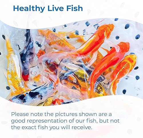 Miniatura 6 de Toledo Goldfish Koi de aleta estándar, variedad de colores y patrones, hermosos peces vivos perfectos para estanques, tanques y acuarios, 3-4