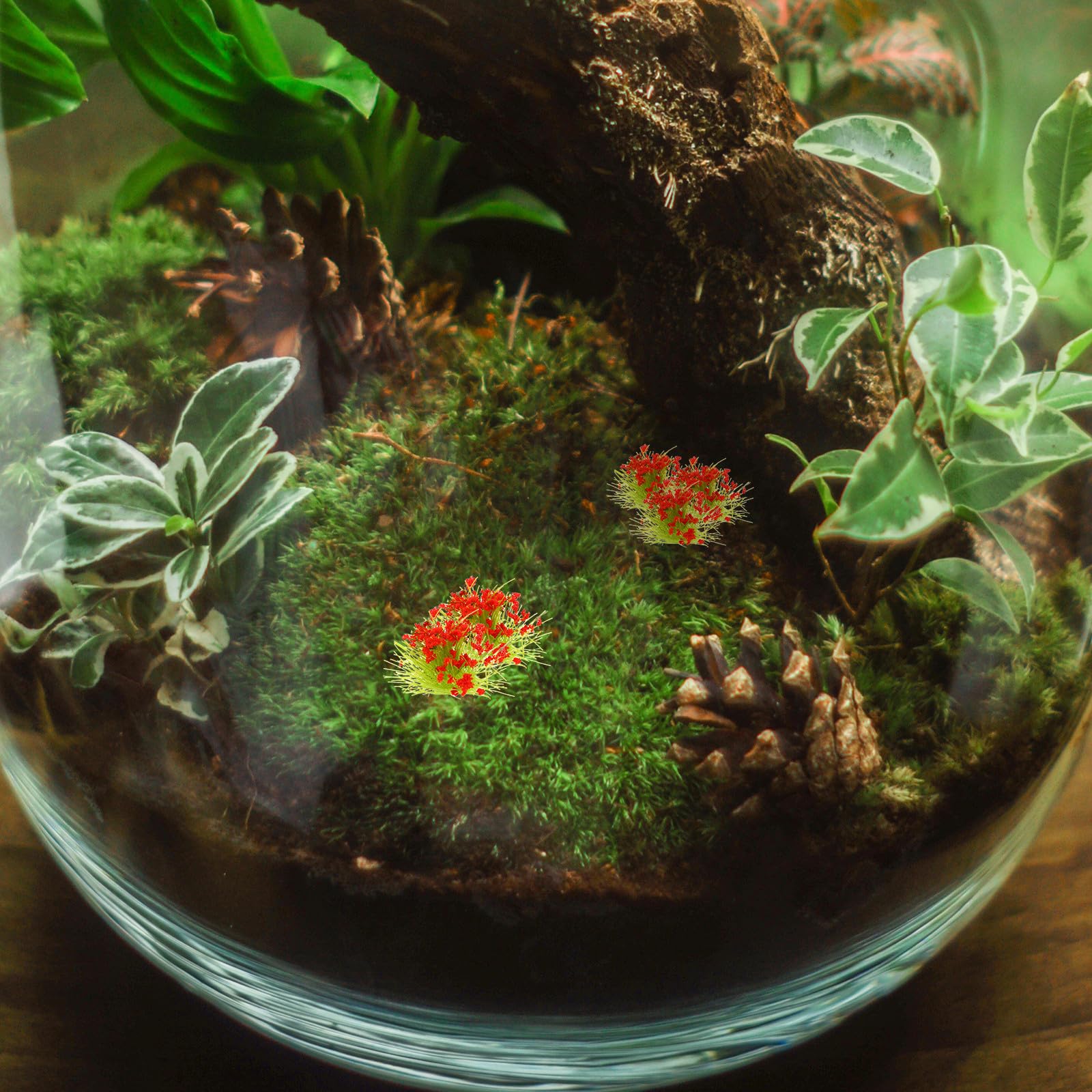 1 Caja Modelo de Vegetación Miniatura Racimo de Flores Rojas