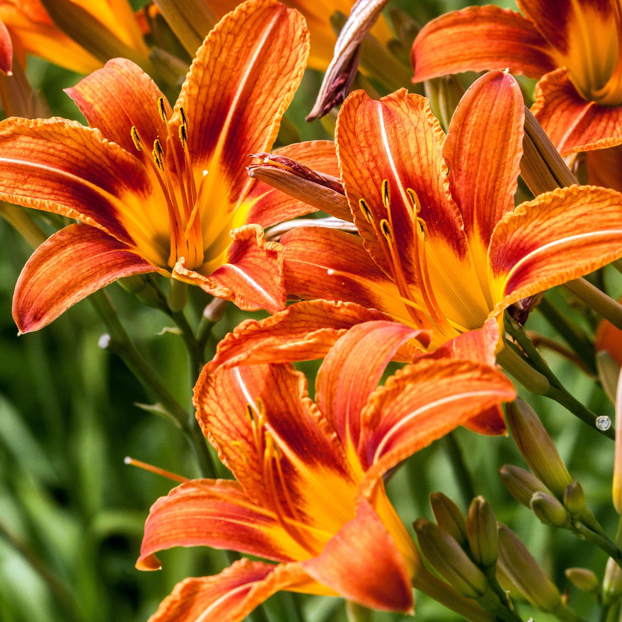Daylily Hemerocallis Orange - Real Outdoor Plants - Hardy Perennial Garden Flower - Live Summer Blooming Plant for Borders, Beds, Pots - Vibrant Lily for UK Gardens (9cm Pot, 10-20cm)