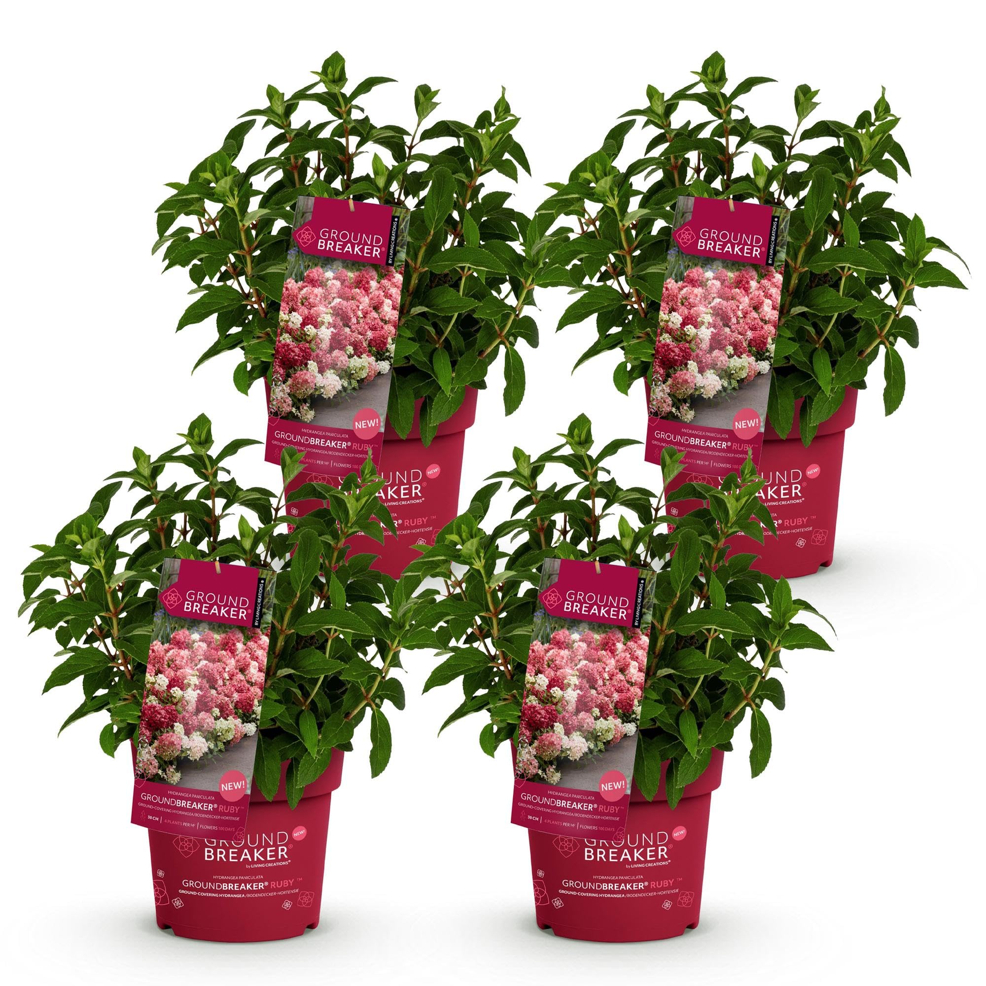 Green boutiQ - Plante de jardin - Hydrangea panniculata Groundbreaker Ruby - Hortensia en panicule - Rustique - Rouge - 2 Plantes - Pot 14cm - Hauteur 20-25cm