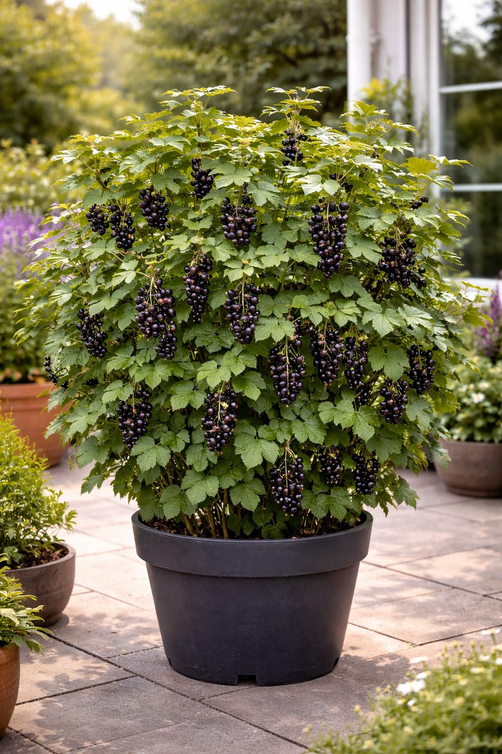 Schwarze Johannisbeere Ben Nevis 50–60 cm – Ribes nigrum, großfrüchtig, winterhart & ertragreich, aromatische Vitamin-C-Beeren, ideal für Garten & Kübel