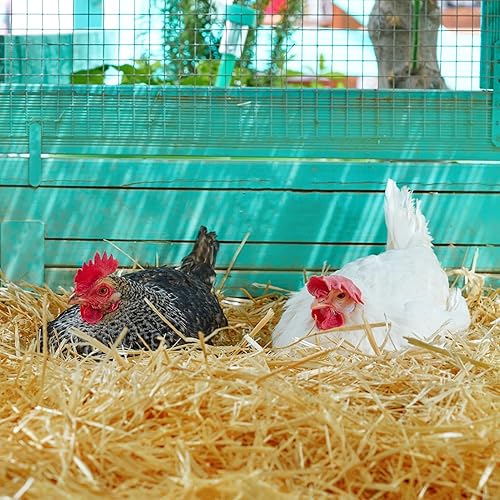 Miniatura 4 de Paja de trigo natural  Paja seca de 1 libra, limpia y suave, paca de paja decorativa para gatos callejeros, perros, patio, granja, mascotas, jardín,