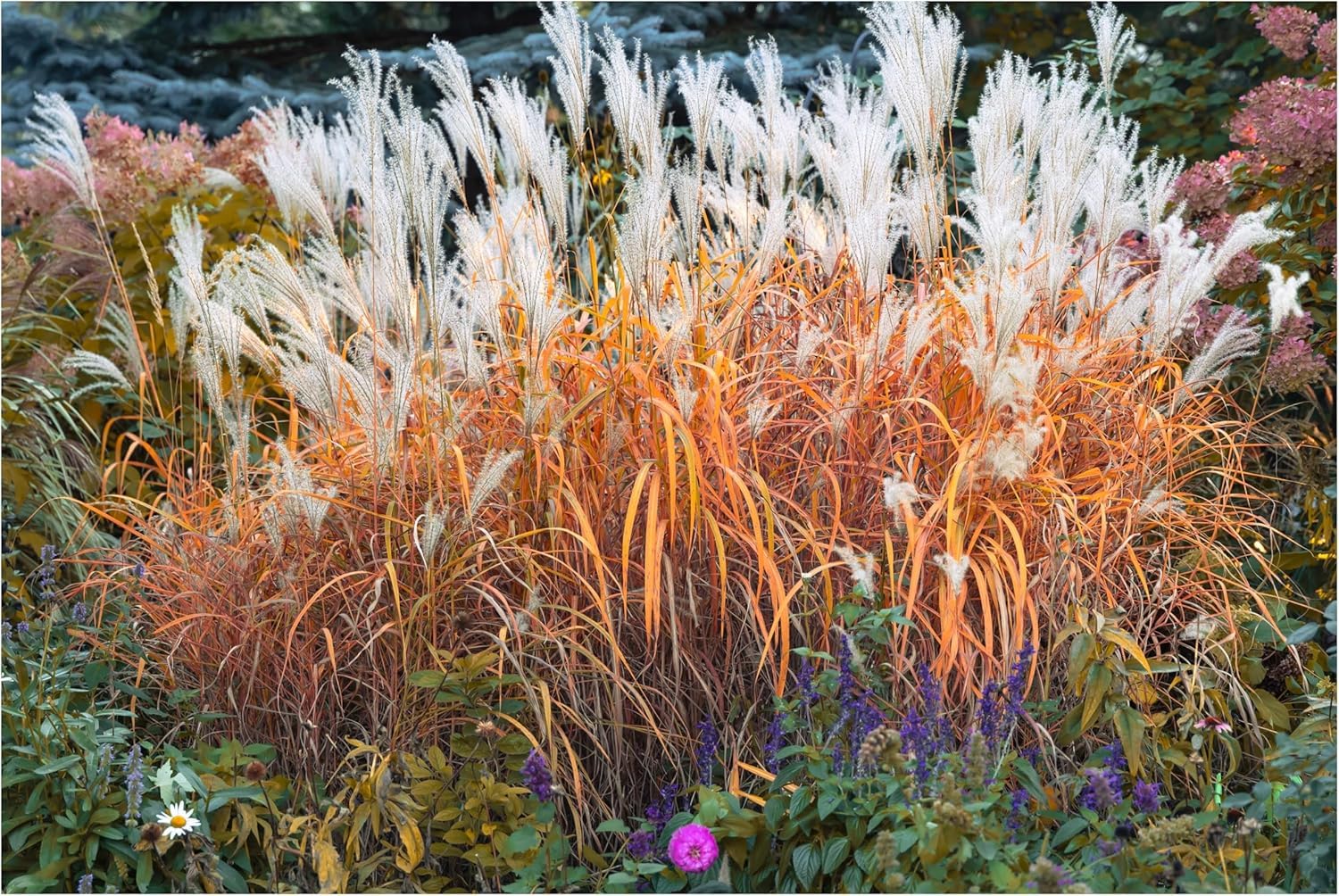 Stauden Gänge 10 x Ziergras Kollektion Ziergras winterhart | Hohes Ziergras für Sonne bis Halbschatten, Blüte August bis September, mehrjährig, 1 L Topf (11x11 cm)