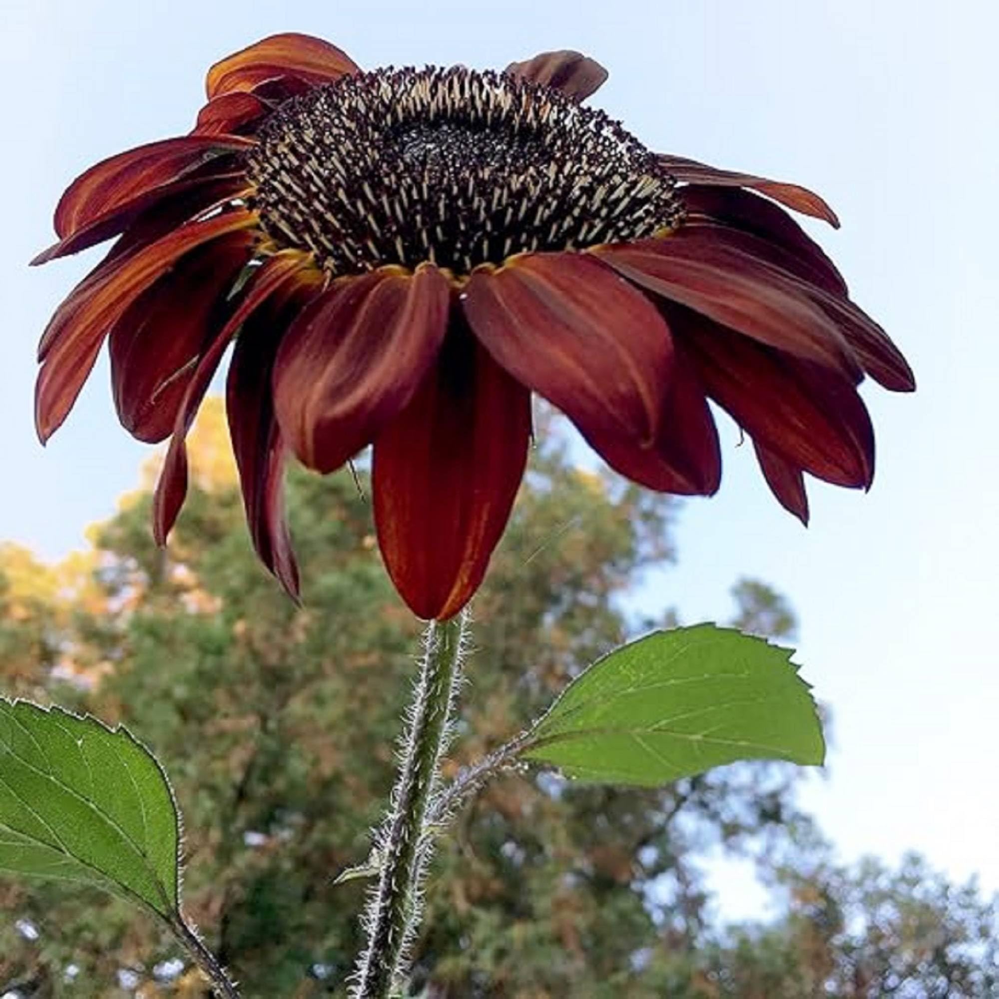 sunflower様 Sunflower, The Joker – Gran's Garden Seeds