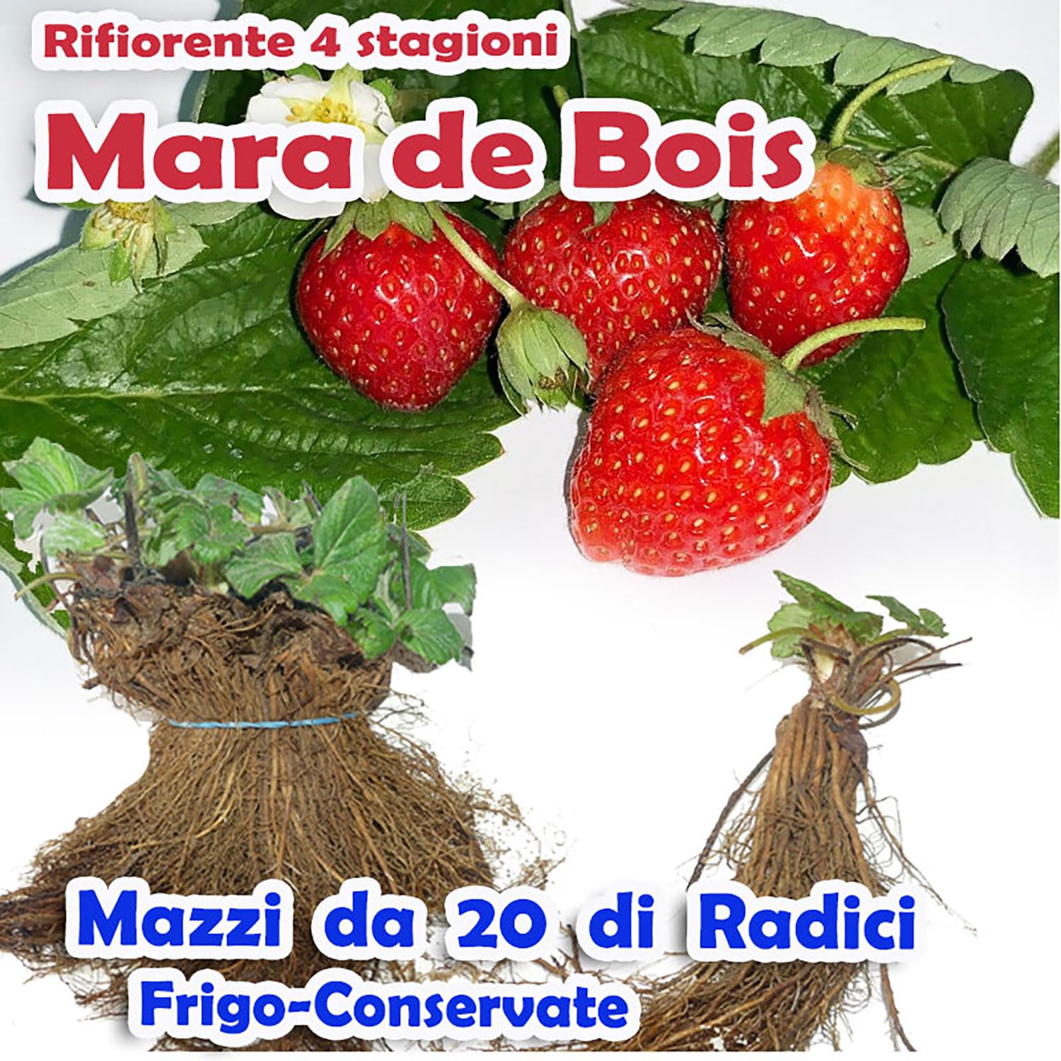 Piante Di Fragole Rifiorenti San Andreas A Radice Nuda (mazzo Da 20 Piante) | Savini Vivai