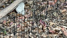 Review Image by Bezli Bezli