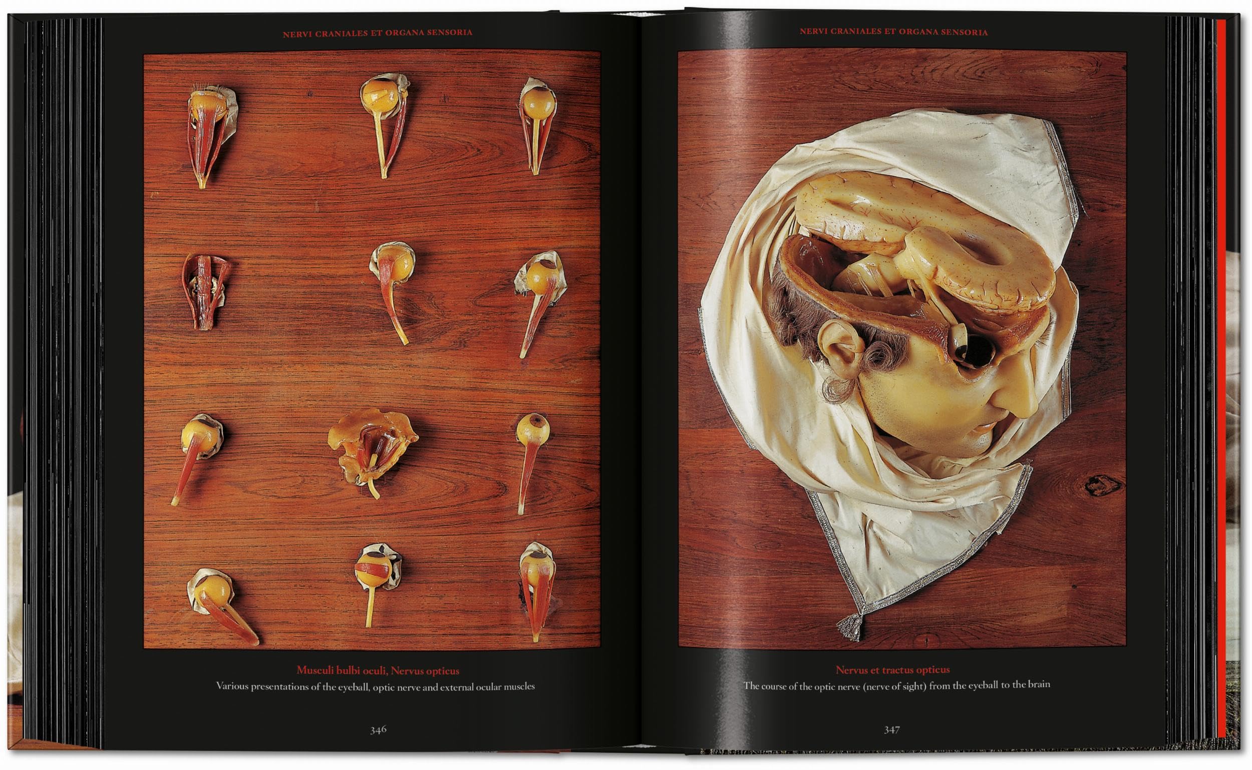Anatomical Waxes. 45th Ed. (45th Edition)