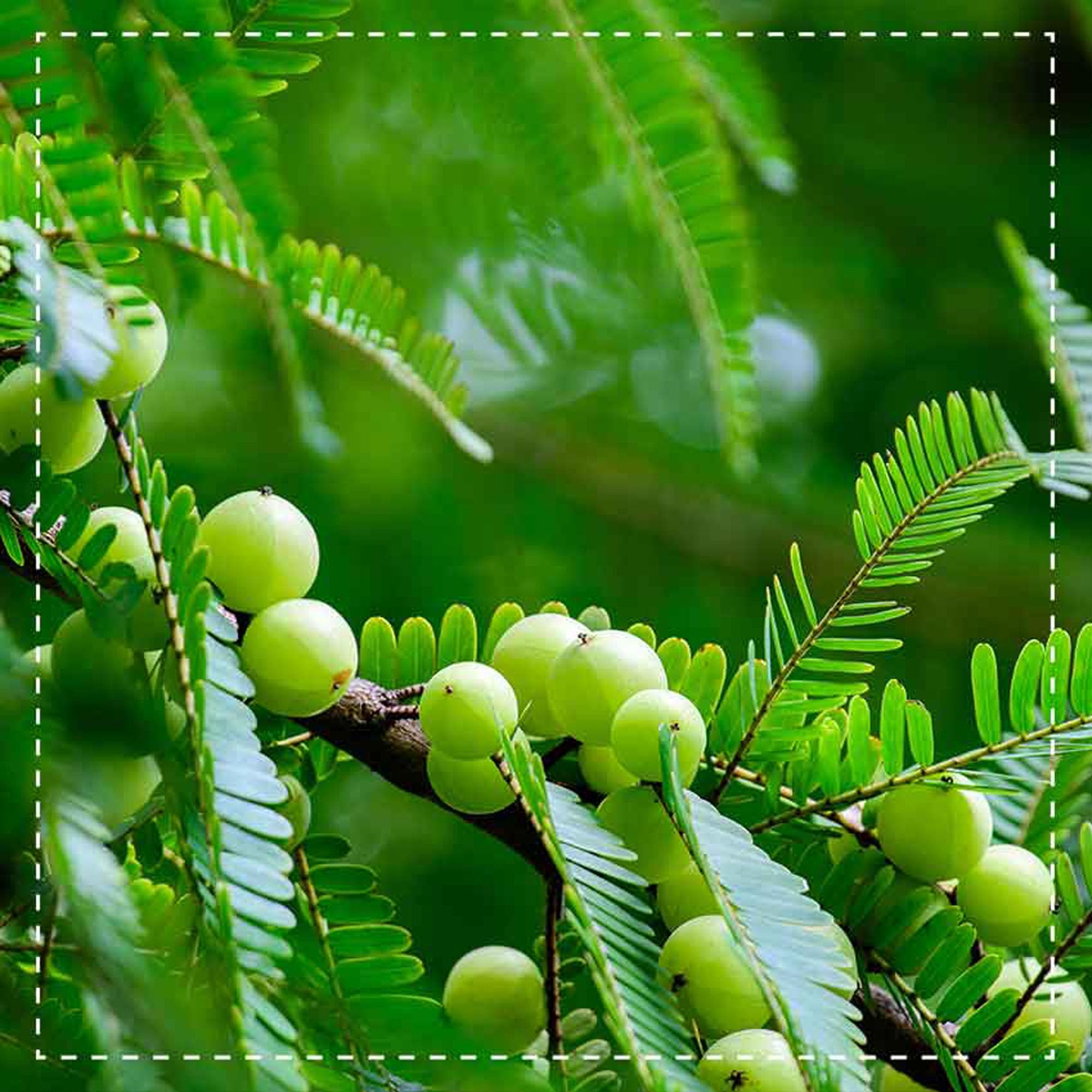 Amla in polvere Bio 1000g (4x250g) | uva spina indiana | Phyllanthus emblica | senza riempitivi | macinato, confezionato e controllato in Germania | Biotiva