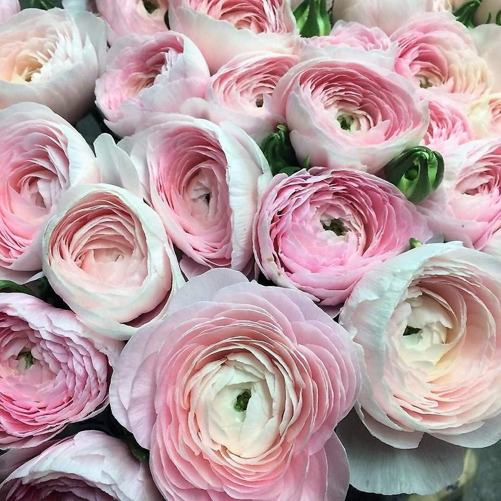 Rhizoma Ranunculus-Ranunculus bulboso-Bulbi di Ranuncoli-Grazioso-Elegante-Delicato-Naturale-Sottile-Robusto-20 Bulbi